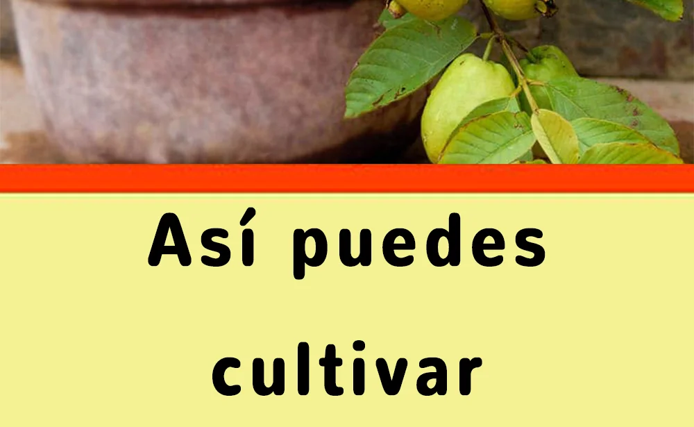 Guayaba en maceta - Buenos Aires