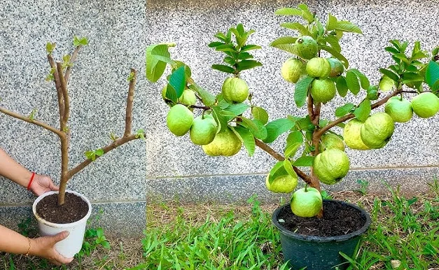 Guayaba en maceta - Buenos Aires