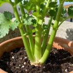 como-sembrar-apio-en-maceta-huerta-urbana-1