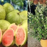 Cómo sembrar guayaba en maceta en huertas urbanas de Perú como-sembrar-guayaba-en-maceta-huerta-urbana-1