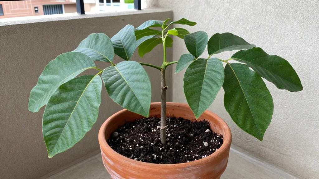 Guayaba en maceta - Perú