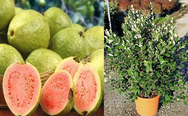 Guayaba en maceta - Perú