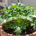 Cómo sembrar perejil en balcón: guía para tu huerta urbana como-sembrar-perejil-en-balcon-huerta-urbana-1
