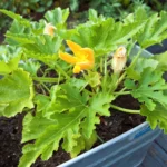 Cómo sembrar zucchini en maceta en huertos urbanos de Ecuador como-sembrar-zucchini-en-maceta-huerta-urbana-1