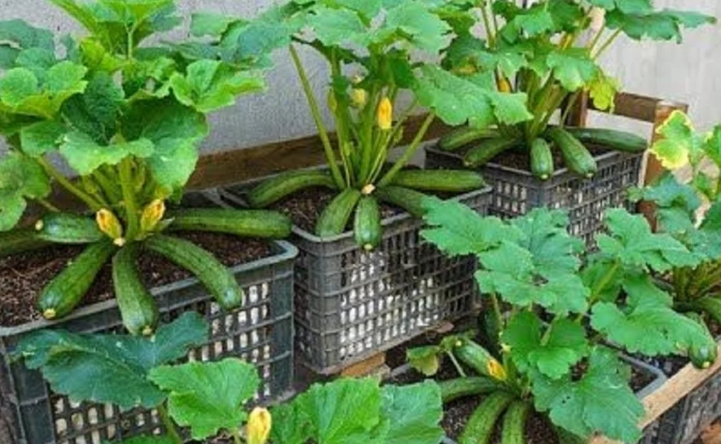 Como sembrar zucchini en maceta en maceta - Quito