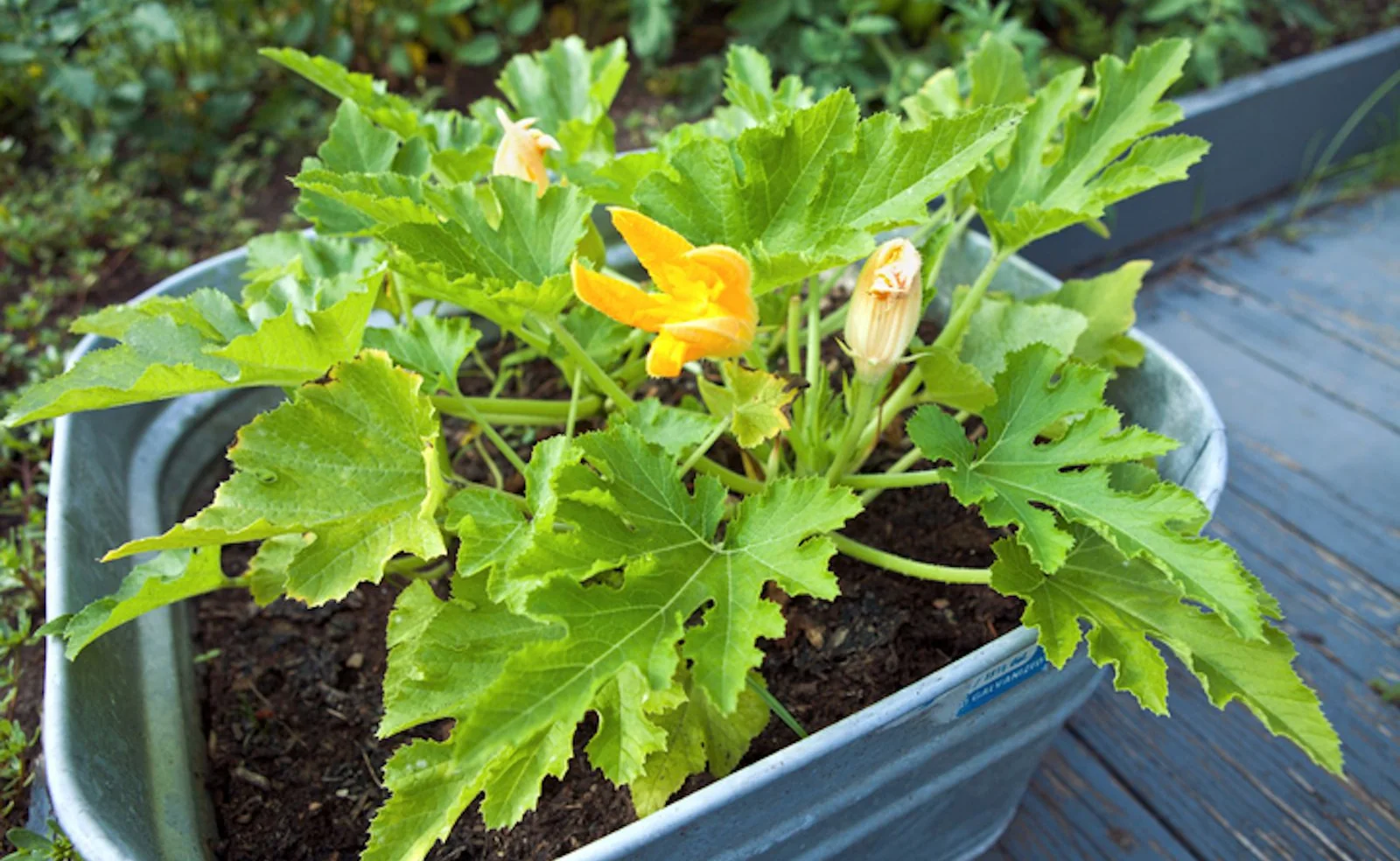 Como sembrar zucchini en maceta en maceta - Quito