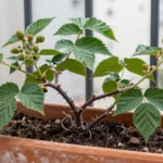 como-usar-fertilizante-natural-para-mora-en-chile-huerta-urbana-1