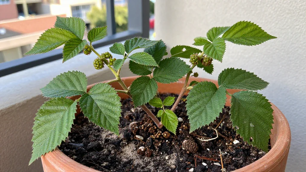 Como usar fertilizante natural para mora en chile en maceta - Santiago