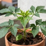 Cuándo sembrar papa en Argentina para huertas en macetas cuando-sembrar-papa-en-argentina-huerta-urbana-1