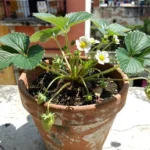 cuanta-agua-necesita-freson-huerta-urbana-1