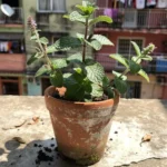 cuidados-del-manzanilla-en-maceta-huerta-urbana-1