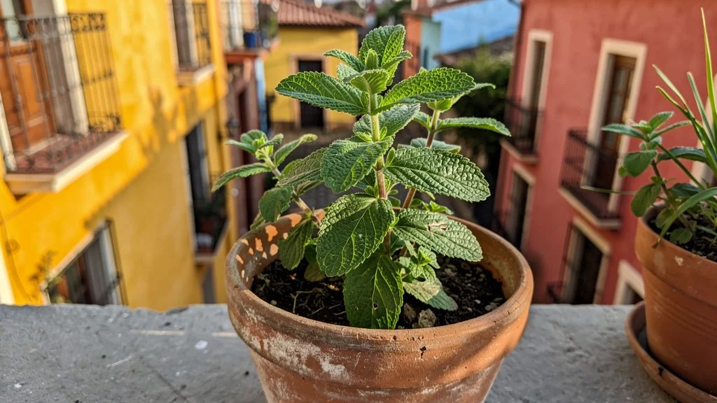Cuidados del manzanilla en maceta en maceta - Buenos Aires