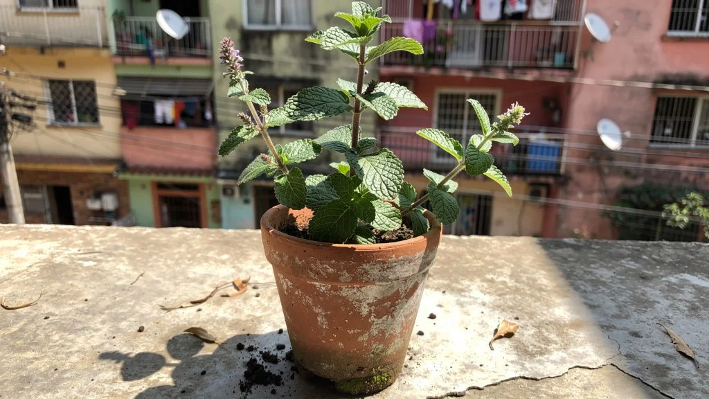 Cuidados del manzanilla en maceta en maceta - Buenos Aires