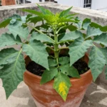 cuidados-del-papa-en-maceta-huerta-urbana-1