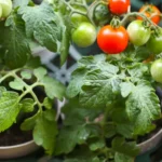 cuidados-del-tomate-en-maceta-huerta-urbana-1