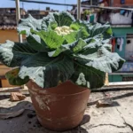 Cultivar brócoli para principiantes en macetas y balcones cultivar-brocoli-para-principiantes-huerta-urbana-1