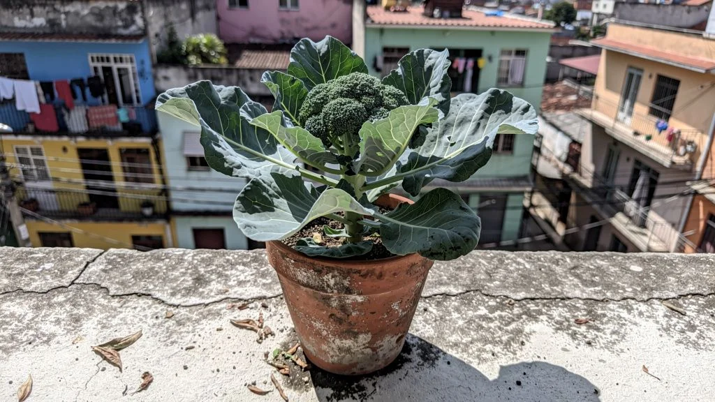 Brocoli en maceta - Santiago