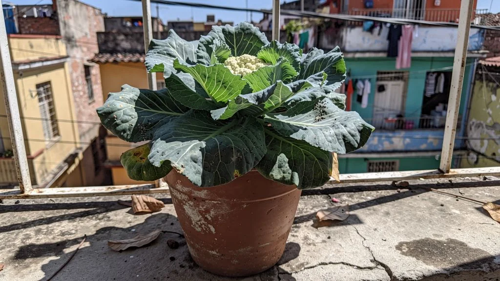 Brocoli en maceta - Santiago