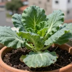 cultivar-col-desde-semilla-en-casa-huerta-urbana-1