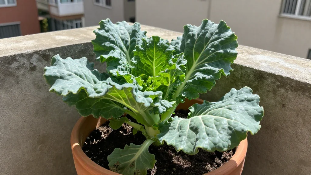 Cultivar col desde semilla en casa en maceta - Santiago
