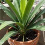 cultivar-jengibre-para-principiantes-huerta-urbana-1