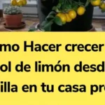 cultivar-limon-desde-semilla-en-casa-huerta-urbana-1