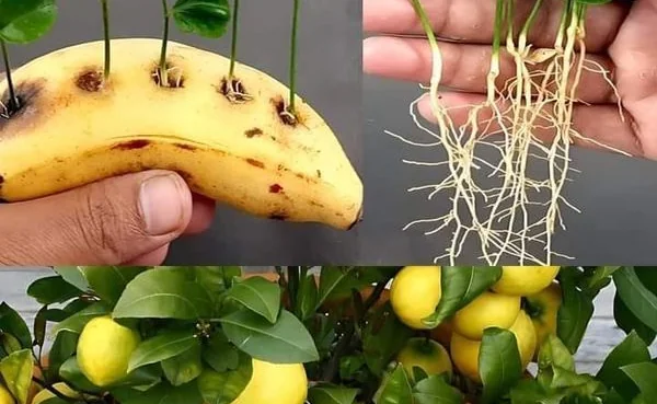 Limon en maceta - M&Atilde;&copy;xico
