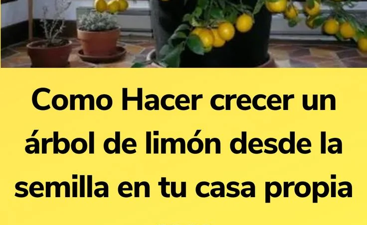 Limon en maceta - M&Atilde;&copy;xico