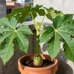 Cultivar papa para principiantes en macetas y espacios urbanos cultivar-papa-para-principiantes-huerta-urbana-1