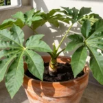 Guía de cultivo de arracacha en macetas y huertos urbanos cultivo-de-arracacha-urbano-en-maceta-huerta-urbana-2-1
