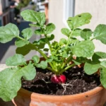 Guía de cultivo de rábano en macetas y balcones en México cultivo-de-rabano-urbano-en-maceta-huerta-urbana-1