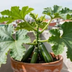 Guía de cultivo de calabacín en macetas y balcones en México cultivo-de-zucchini-urbano-en-maceta-huerta-urbana-1