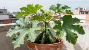 Guía de cultivo de calabacín en macetas y balcones en México