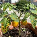 Enfermedades del tomate cherry casero: guía para tu huerto urbano enfermedades-del-tomate-cherry-casero-huerta-urbana-1