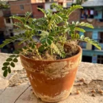 epoca-para-sembrar-garbanzo-huerta-urbana-1
