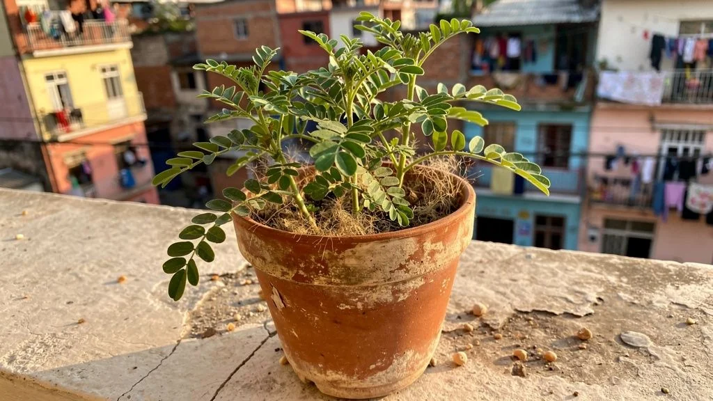 Oca en maceta - Quito
