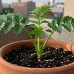 epoca-para-sembrar-zanahoria-huerta-urbana-1