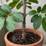 frecuencia-de-riego-guayaba-huerta-urbana-1