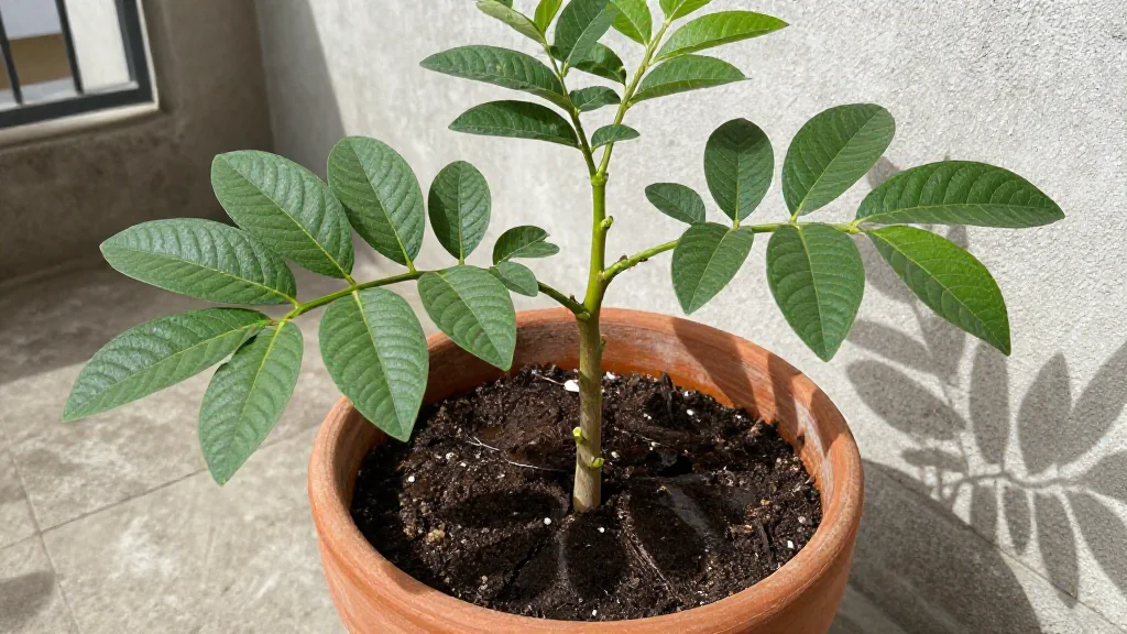 Guayaba en maceta - España