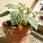 Frecuencia de riego lulo para cultivar en macetas y balcones frecuencia-de-riego-lulo-huerta-urbana-1