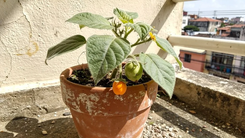 Lulo en maceta - México