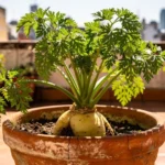 huerta-urbana-arracacha-en-terraza-huerta-urbana-1
