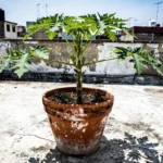 Huerta urbana de papaya en terraza: guía para ciudades colombiana huerta-urbana-papaya-en-terraza-huerta-urbana-1