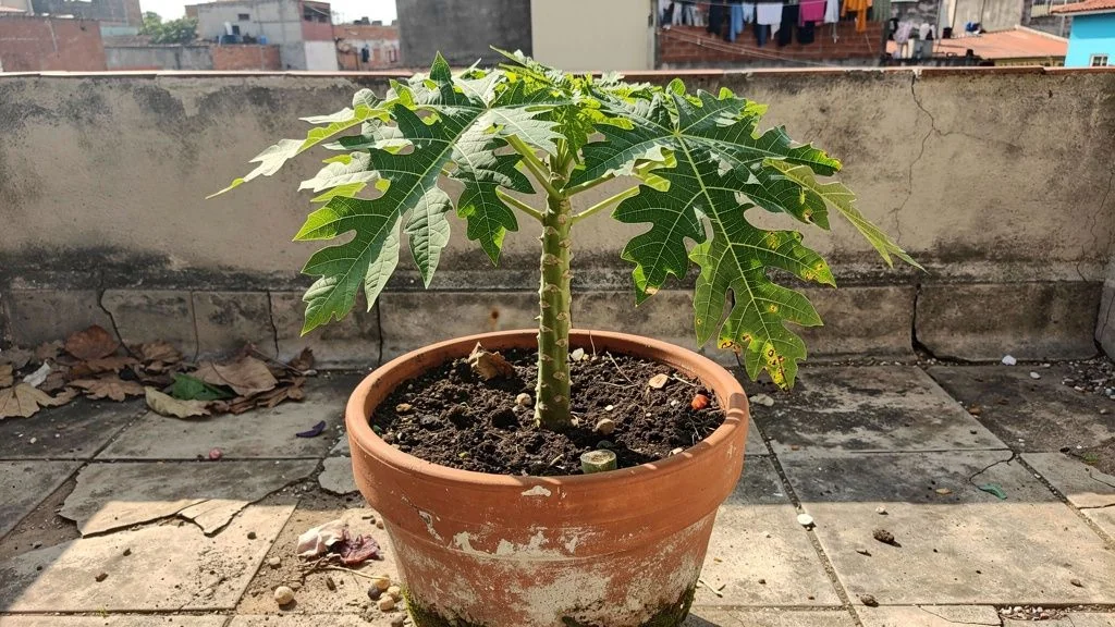 Papaya en maceta - Bogota