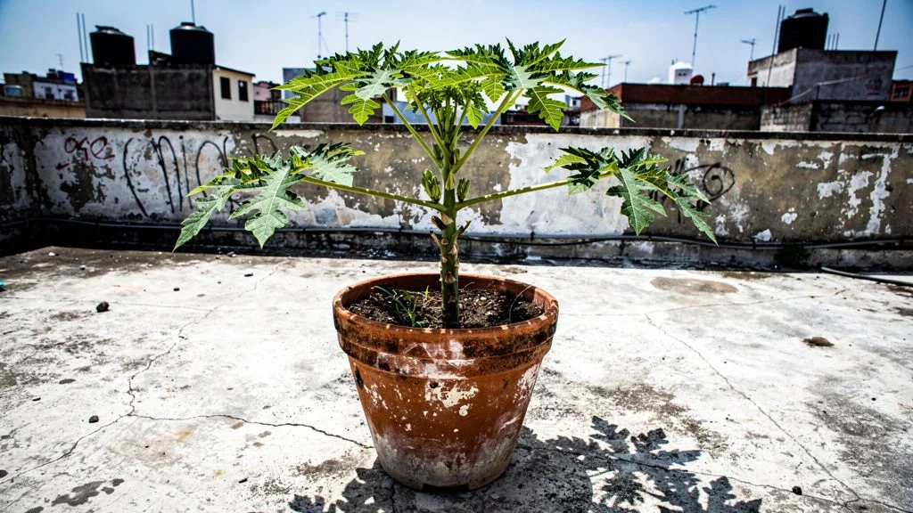 Papaya en maceta - Bogota