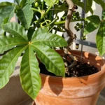 Maracuyá en maceta para apartamento: guía de cultivo urbano maracuya-en-maceta-para-apartamento-huerta-urbana-1
