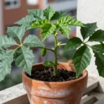 pepino-en-maceta-para-apartamento-huerta-urbana-1