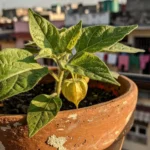 plagas-en-uchuva-en-maceta-huerta-urbana-1