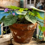 que-sustrato-usar-para-camote-huerta-urbana-1