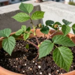 Qué sustrato usar para mora en macetas y huertos urbanos México que-sustrato-usar-para-mora-huerta-urbana-1